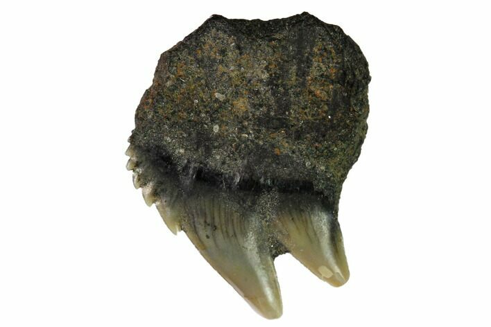 Fossil Cow Shark (Notorynchus) Tooth - Maryland #164762